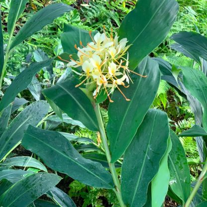 Hedychium villosum showing plant and flower