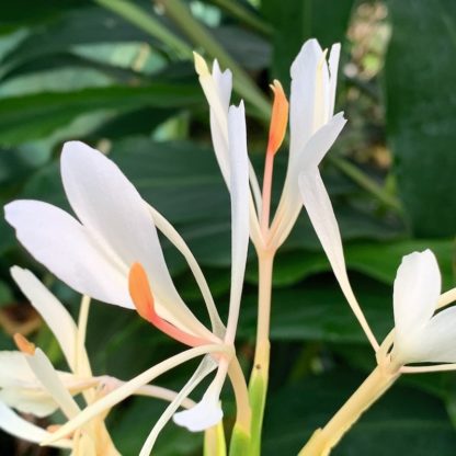 Hedychium yunnanense close up of flower at Big Plant Nursery