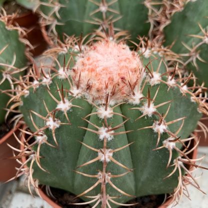 melocactus-matanzanus