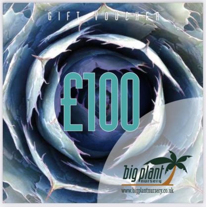 £100 Big Plant Nursery Gift Voucher