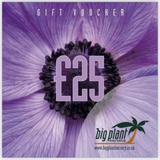 £25 Big Plant Nursery Gift Voucher