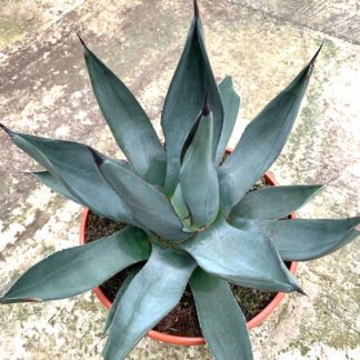 Agave 'Shark Skin' specimen at Big Plant Nursery