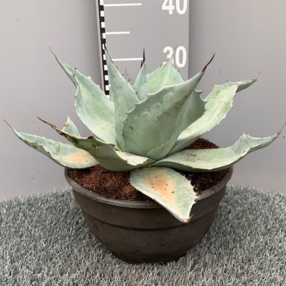 Agave ovatifolia 'Iced Heart' in a 25cm bowl pot