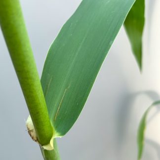 Arundo donax 'Macrophylla' leaf close up at Big Plant Nursery