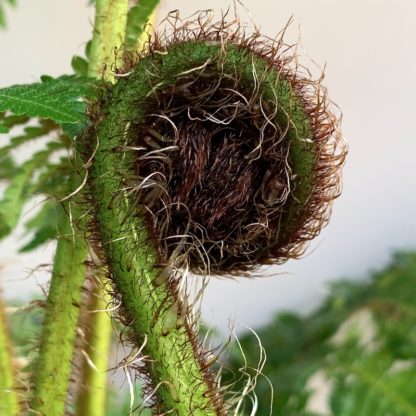 Cyathea cooperi new crozier at Big Plant Nursery