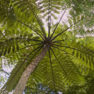 Cyathea medullaris photo of underside of mature plant