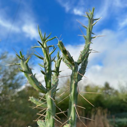 Cylindropuntia Kleiniae growing at Big Plant Nursery