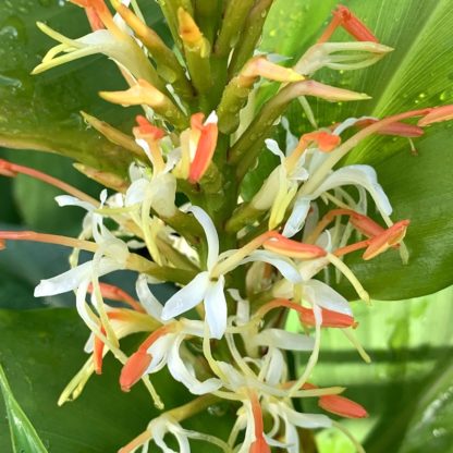 Hedychium griffithianum close up of flowers at Big Plant Nursery