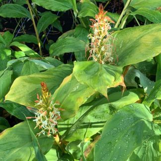 Hedychium griffithianum mature plants growing at Big Plant Nursery