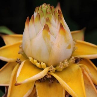 Musella lasiocarpa flower on mature plant at Big Plant Nursery