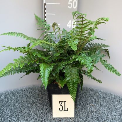 Polystichum neolobatum 3 litre plant at Big Plant Nursery