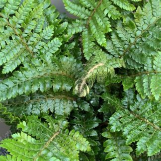 Polystichum neolobatum close up of crown at Big Plant Nursery