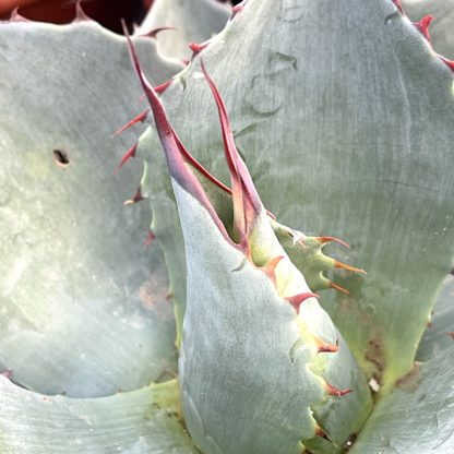 Agave 'Blue Brian' close up of purple spines on young plant