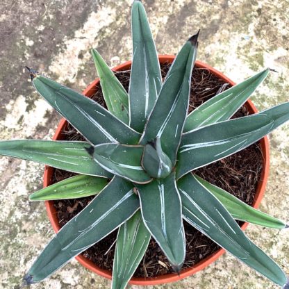 Agave ferdinandi-regis young plant at Big Plant Nursery