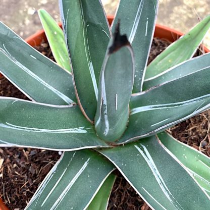 Agave ferdinandi-regis close up of new growth at Big Plant Nursery