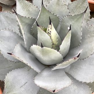 Agave ovatifolia 'Emerald' mature plant at Big Plant Nursery