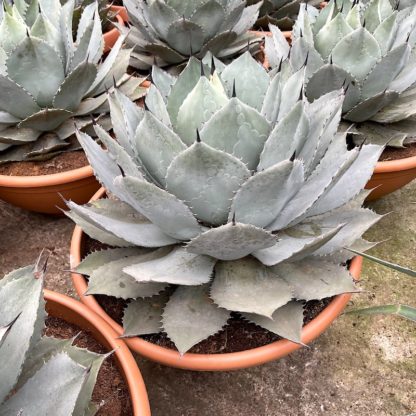 Agave ovatifolia 'Emerald' specimen plants at Big Plant Nursery