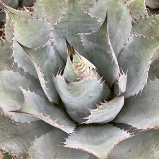 Agave parrasana 'Meat Claw' mature plant