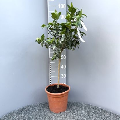 Citrus citrofortunella sp. Lakeland 6 litre plant at Big Plant Nursery