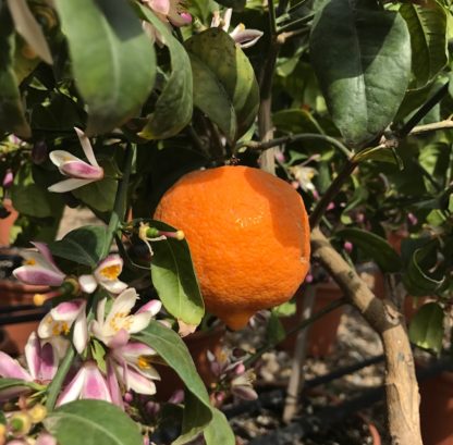 Citrus sinesis Orange showing fruit and flower