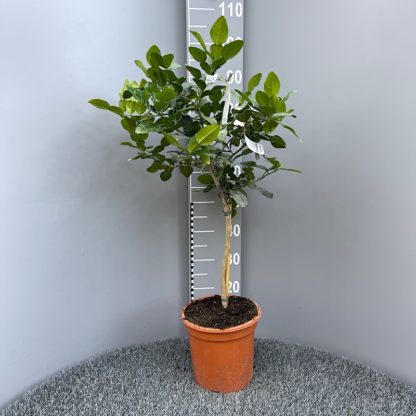 Citrus hystrix Kaffir Lime 6 litre plant