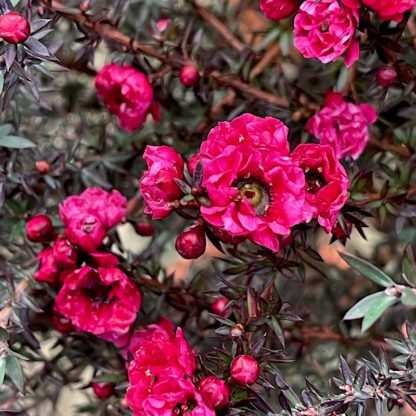 Leptospermum 'Red Damask' close up of flowers at Big Plant Nursery