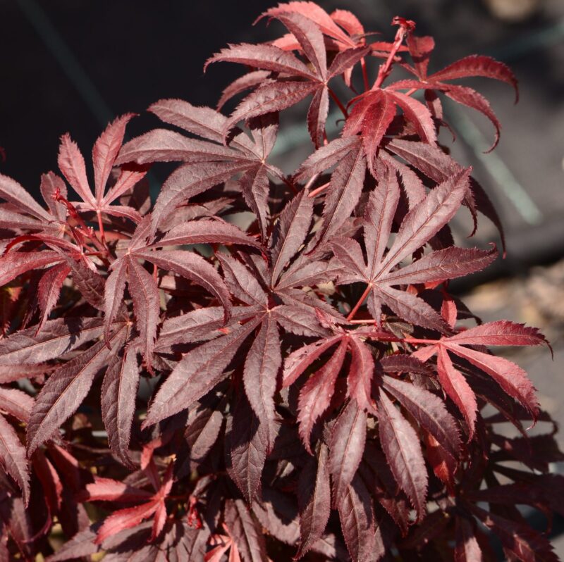 Acer plamatum Shaina for sale at Big Plant Nursery in West Sussex