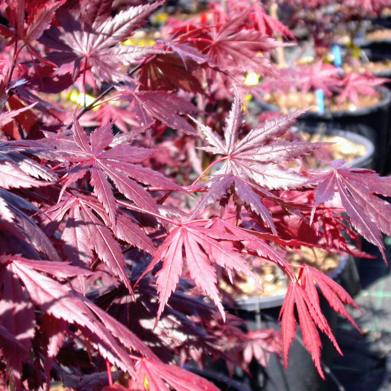Acer palmatum Trompenburg for sale at Big Plant Nursery in West Sussex