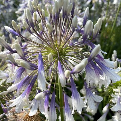 Agapanthus 'Fireworks' close up of flowers at Big Plant Nursery