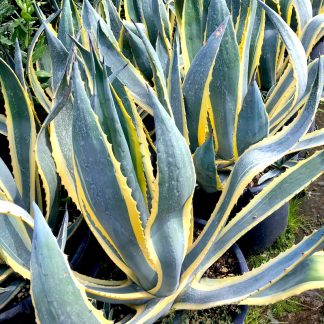 Agave americana 'Variegata' at Big Plant Nursery