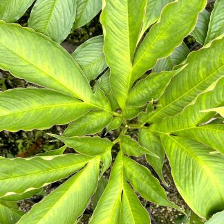 Amorphophallus napalensis leaf at Big Plant Nursery
