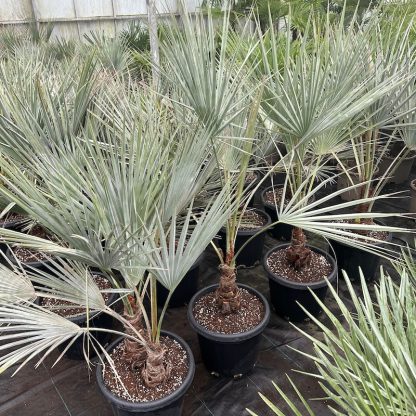 Brahea armata 20 litre group at Big Plant Nursery