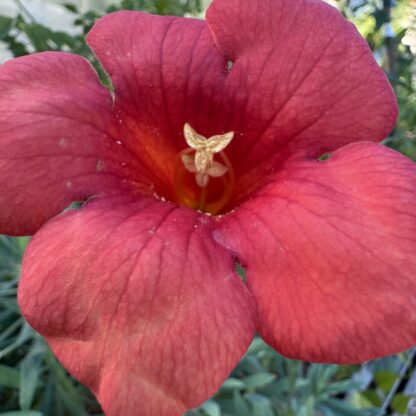 Campsis x tagliabuana 'Madame Galen'