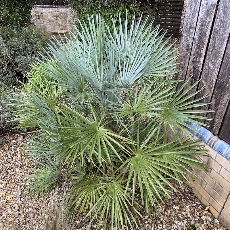 Chamaerops humilis 'Cerifera' mature plant growing in a U.K garden