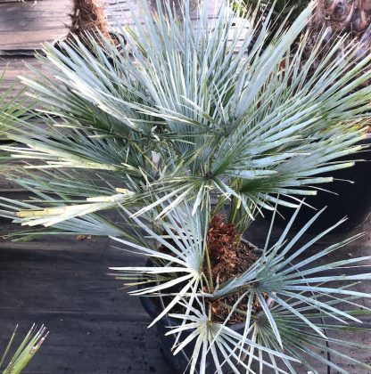 Chamaerops humilis 'Cerifera' mature plant