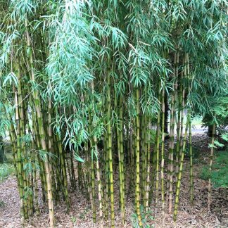 Chusquea gigantea mature plant growing at Big Plant Nursery, West Sussex before flowering in 2016