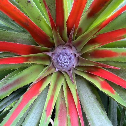 Fascicularia pitcairnifolia flower and red leaf colour