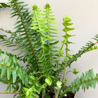 Nephrolepsis cordifolia 'Arctic Jungle' showing leaf structure