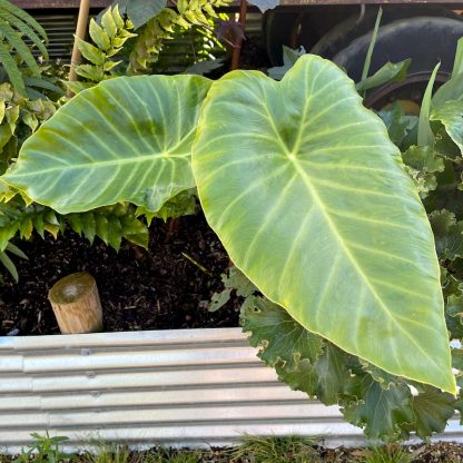 Remusatia vivipara mature plant growing in display bed at Big Plant Nursery