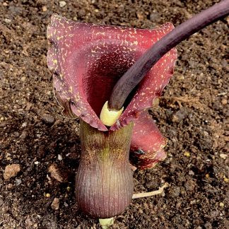 Sauromatum venosum 'Indian Giant' spadix at Big Plant Nursery