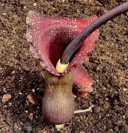 Sauromatum venosum 'Indian Giant' spadix at Big Plant Nursery