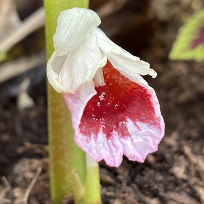 Caulokaempferia sikkimensis close up of flower at Big Plant Nursery