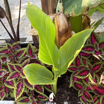 Caulokaempferia sikkimensis mature plant at Big Plant Nursery