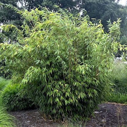 Fargesia murieliae 'Lava' at Big Plant Nursery