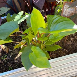 Homalomena rubescens 'Maggy' at Big Plant Nursery