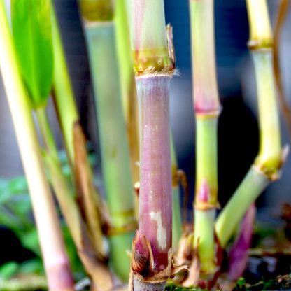 Triarrhena lutarioparia close up of stems at Big Plant Nursery