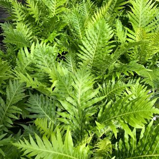 Blechnum gibbum 'Silver Lady' plants at Big Plant Nursery