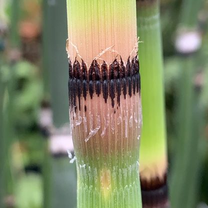 Equisetum hyemale var. robustum close up of new growth at Big Plant Nursery