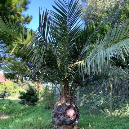 Jubaea chilensis at Big Plant Nursery