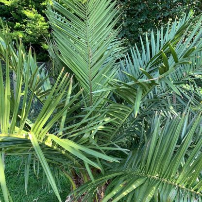 Jubaea chilensis close of leaves